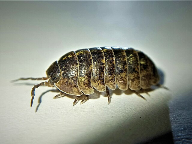 Armadillidium vulgare hembra.