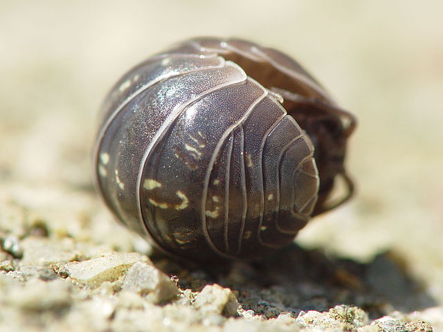 Armadillidium vulgare conglobado.